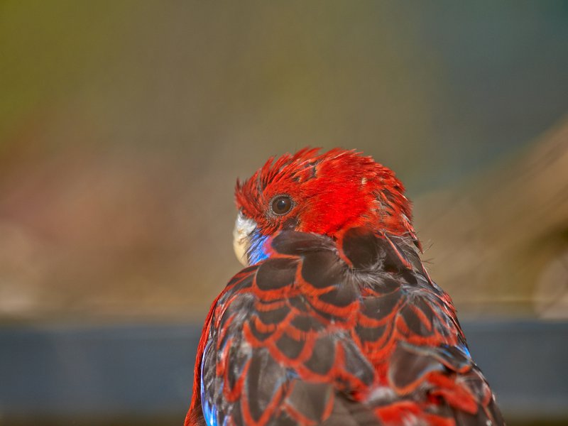 Parrot, Berlin, Charlottenburg